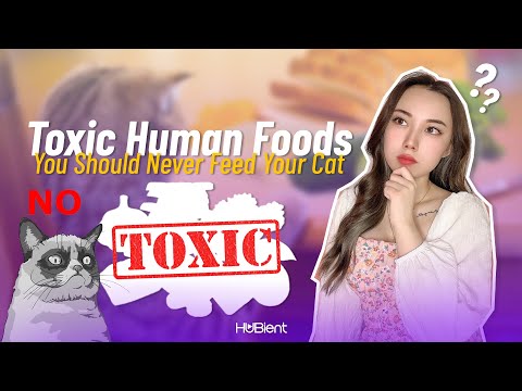 Toxic Human Foods You Should Never Feed Your Cat