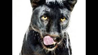 Alex and Jasmina   htrk neubauten remix