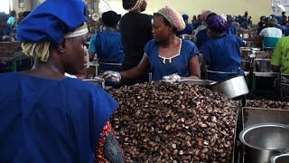 Benin looks to cash in on Cashew waste