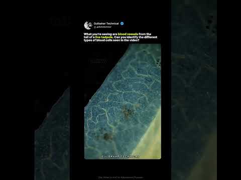 This is NOT CGI | Real blood flow inside tadpole tail under microscope 😱🔬