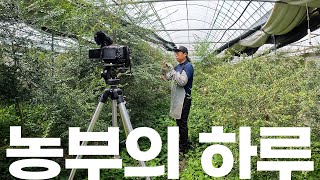 4K 농부 유튜버 그리고 학생의 하루 | 대구사이버대학교 | korean Agriculture | 핑거라임 …