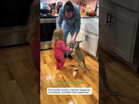 Rescued a baby kangaroo and then #kangaroo #wildlife #rescue #lovestory #cute #animalfriendship