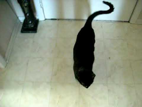 Zoo-ey the talking cat