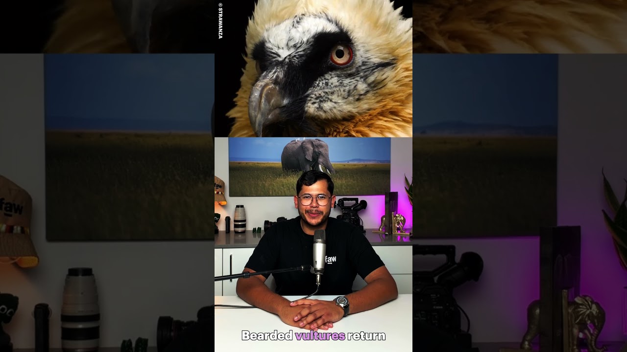 Video thumbnail for Most whale calves in over 15 years  + rhino zoomies