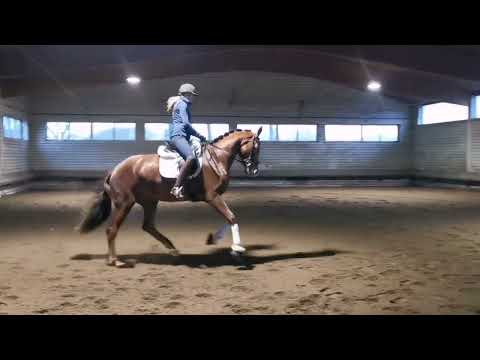 Sézanne v. Sezuans Donnerhall - Fürst Wilhelm