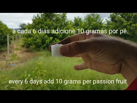 Maracujá parte 08 aplicar uréia e amarrar os pés. Passion fruit part 08 apply urea and tie the feet.