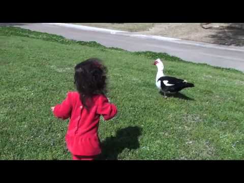 2010 03-28 Duck pond.m4v