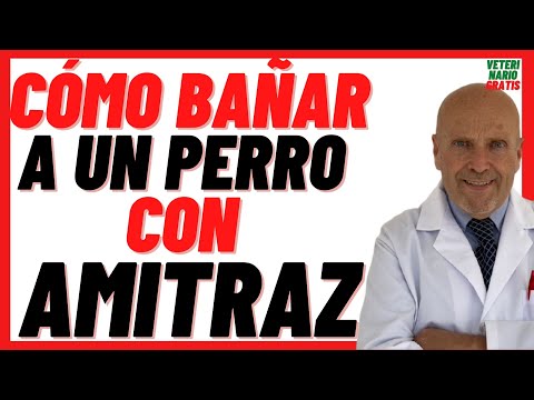 🟡 AMITRAZ (ECTODEX) 🟡 Acaricide in Dogs with Scabies Dosage 🟡How to bathe a dog with Amitraz?