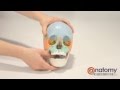 Beauchene Adult Human Skull Anatomy Model by AnatomyWarehouse.com