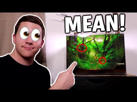 These NANO PREDATOR Fish Are MEAN!