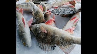 Зимняя рыбалка на щуку в новосибирске