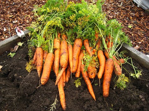 How to Grow Carrots, Beets & Parsnips (2024) #15