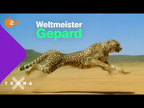So retten wir die schnellste Raubkatze der Welt | Terra X plus