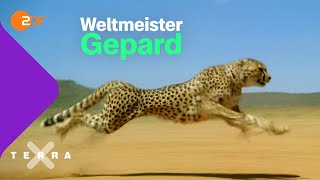 So retten wir die schnellste Raubkatze der Welt | Terra X plus