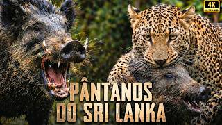 Parque Nacional de Yala — O Campo de Batalha Mais Brutal da Natureza - SRI LANKA DOCUMENTÁRIO