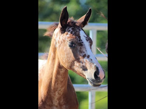VET STABLES VANITY FAIR 🎀 - Tigerscheckfohlen mit vielseitiger Veranlagung