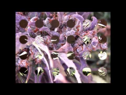 Khamer kid- Smoke weeeeed