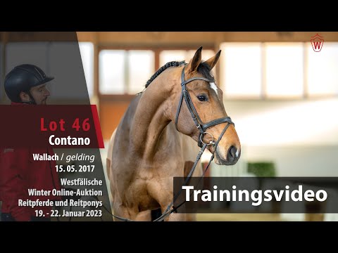 Winter Online-Auktion Training Lot 46 Contano Wallach v. Capistrano - Lacoste