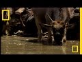 Croc Vs Wildebeest Gazelle National Geographic