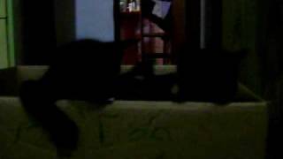 Frank Zappa dancing cats