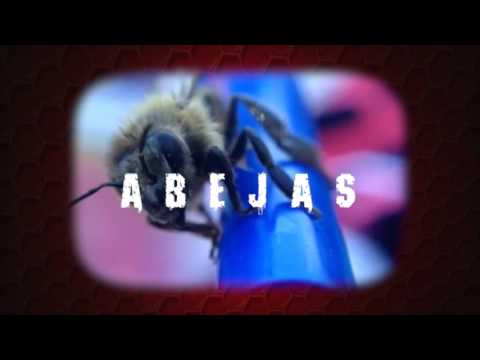 Video Abejas (Letra) de Sinergia