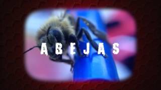 Video Abejas (Letra) de Sinergia