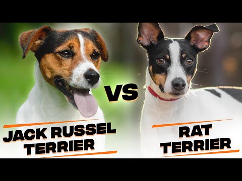 Difference Between a Jack Russell Terrier and a Rat Terrier