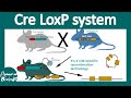 Cre Loxp System Animation