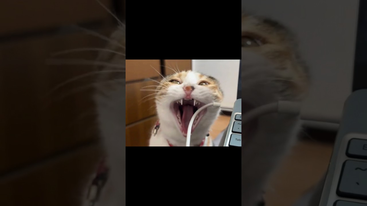 ��������� ����� �� ����� - ��� ������ ����