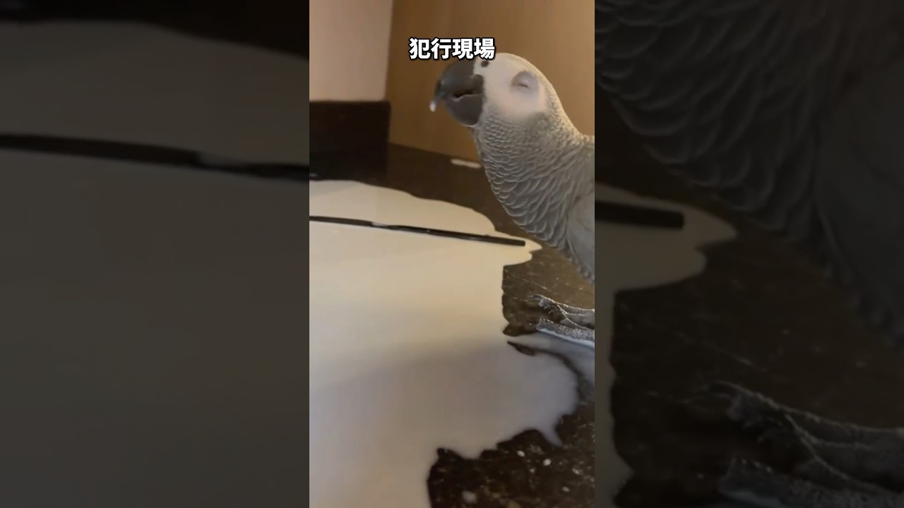 【鳥Part225】犯行現場で見つかった二羽のインコ　#鳥 #birds #parrot #かわいい #インコ