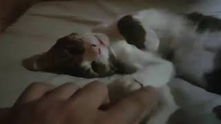ハナちゃん、甘えん坊な猫