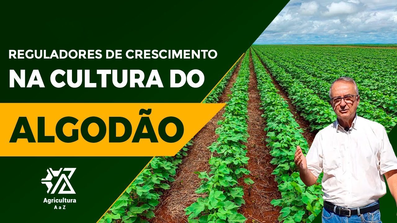 O SEGREDO POR TRÁS DOS REGULADORES DE CRESCIMENTO NA CULTURA DO ALGODOEIRO - com Fernando Lamas