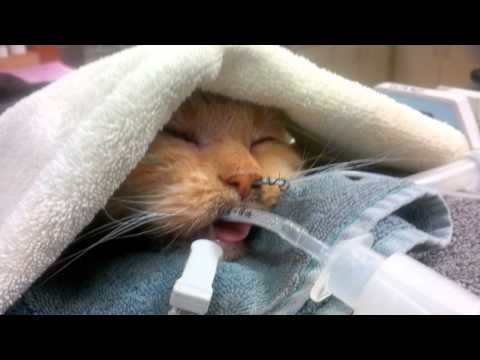 Cat miracle recovery from brain damage -Part 1