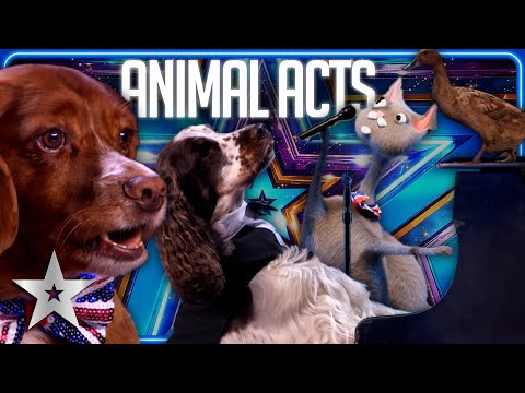 FUR-TASTIC Animal Acts of BGT 2023! | Auditions | Britain's Got Talent