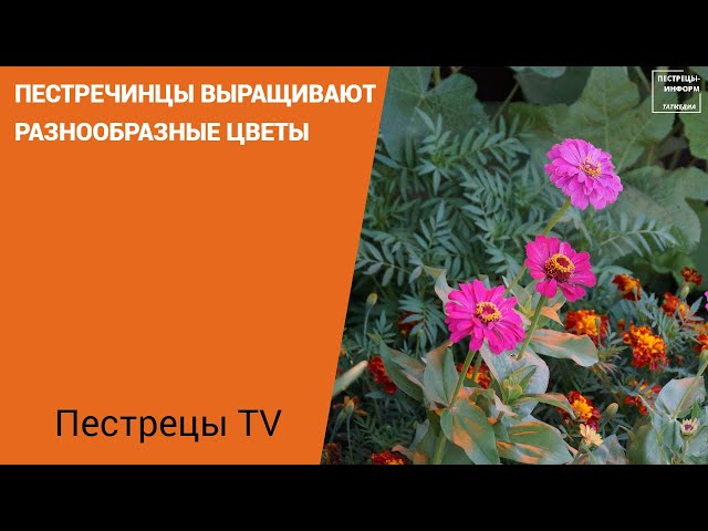 Пестречинцы выращивают разнообразные цветы