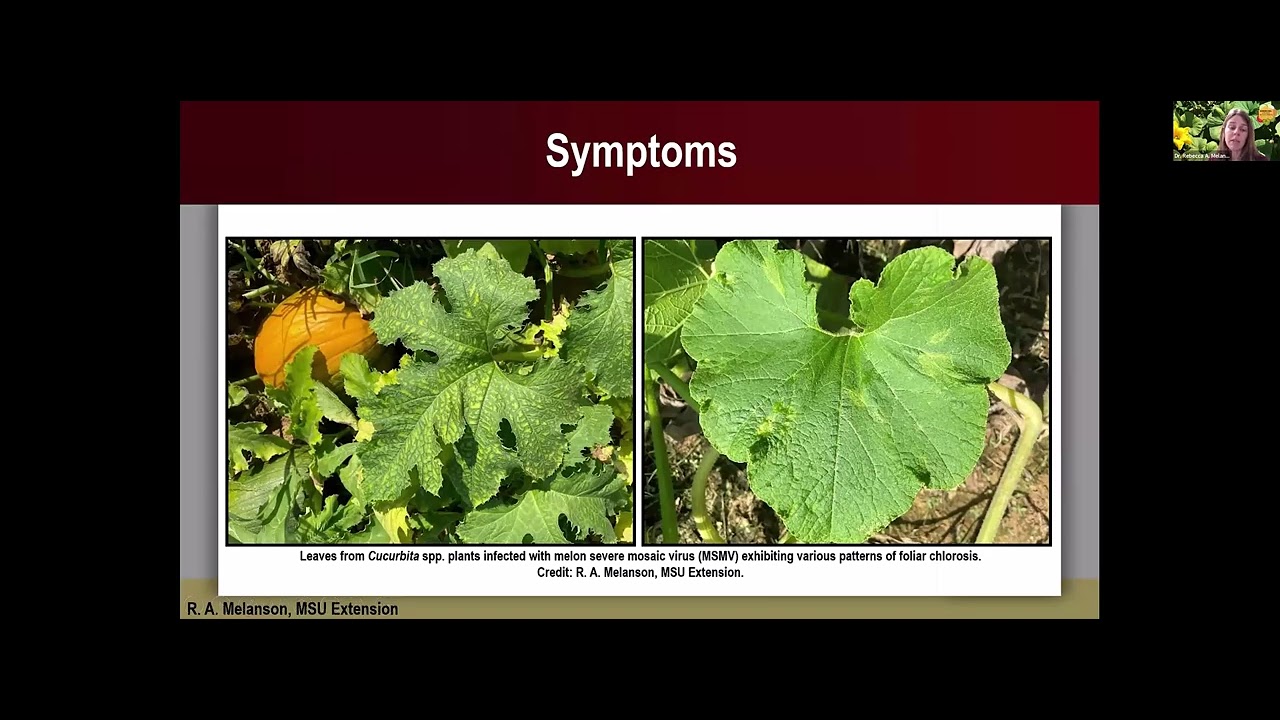Melon Severe Mosaic Virus (MSMV), EVCWG 2026