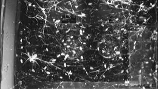 Spiders in Space, Flies experiencing zero-G, BioServe