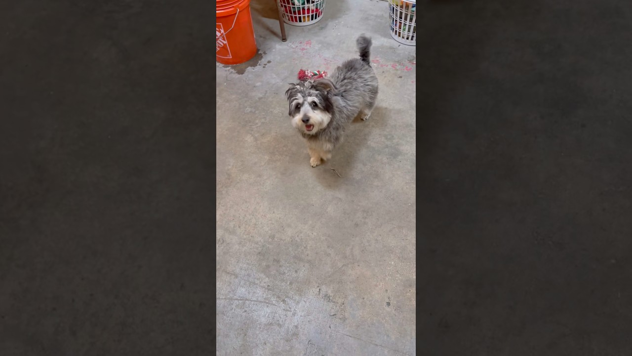 Nezuko, an adopted mixed breed in PHOENIX, AZ video 2/4