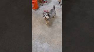 Video preview image #1 Poodle (Miniature)-Unknown Mix Puppy For Sale in phoenix, AZ, USA