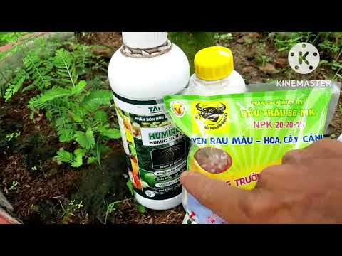 👉 phân thuốc và chăm sóc những cây mai không chơi bông vào dịp tết ( 6/10/2022 AL)