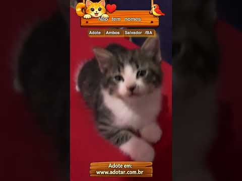Vídeo de Não tem nomes