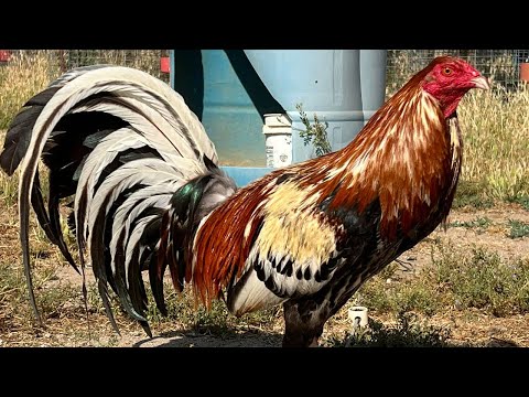California Beautiful Birds Pumpkin Farm Frank Brizuela - Farm Visit