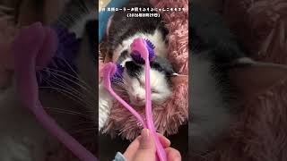 続 美顔ローラーお肌もふもふにゃんこモモです(2026年8月29日)#トンタカ#ネコ#猫 #猫好きさんと繋がりたい #猫動画 #cat #ねこ #ねこのいる生活