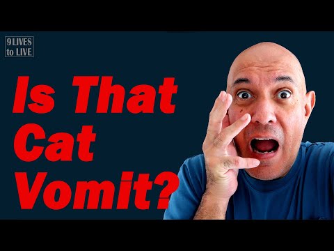 Why Is My Cat Vomiting?