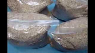 jwhitten31 freezing bulk rice to get rid of bugs & eggs