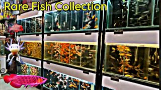 Fancy Fish Aquarium Delhi | Exotic Fish Collection