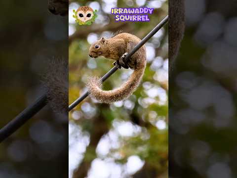 Irrawaddy Squirrel in Action! | ONGC Campus, Nazira #nature #wildlife #squirrel