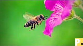 Abelha#somdeabelha#abejas#beesound#beesoundeffect#zumbidodeabelhas#E7dh#bee