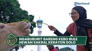 Ngabuburit bareng Kebo Bule, Hewan Sakral Keraton Kasunanan Surakarta
