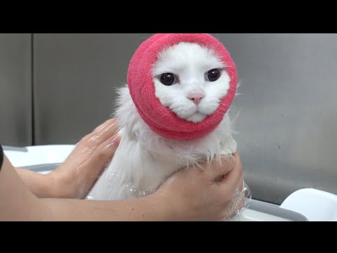 Rare albino cat wears the helmet of humiliation